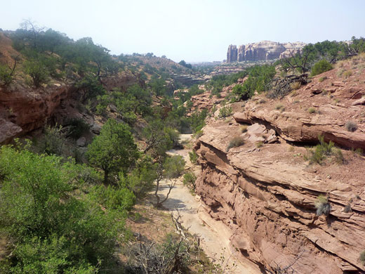 Bushy canyon, just below Neck Spring