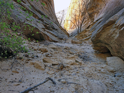 Streambed in Surprise Canyon north fork
