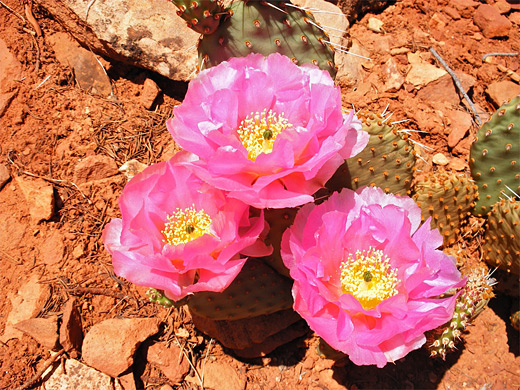 Opuntia aurea, golden prickly pear