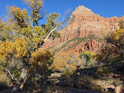 Cottonwoods below Bridge Mountain