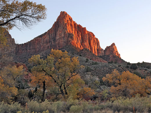 Cottonwoods at sunset