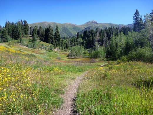 Path through a meadow