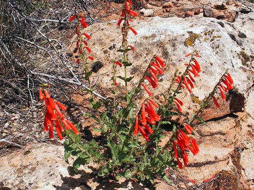 Eight flower stems