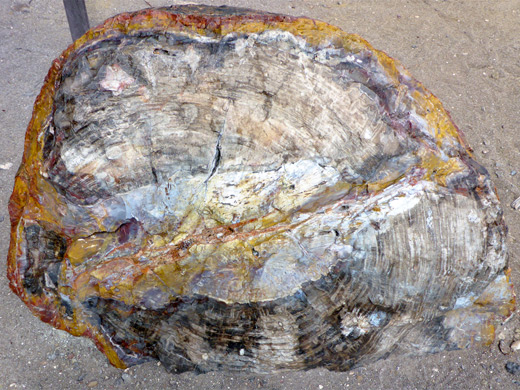 Petrified trunk with growth rings