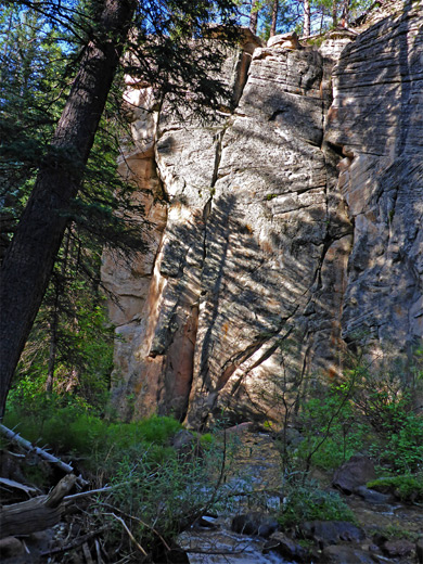 Pine tree and its shadow