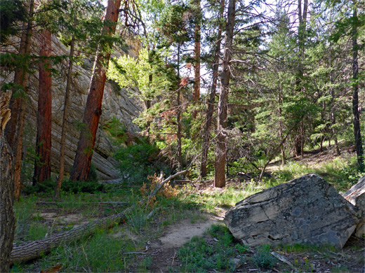 Grove of pines