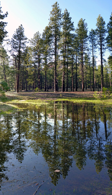 Reflections