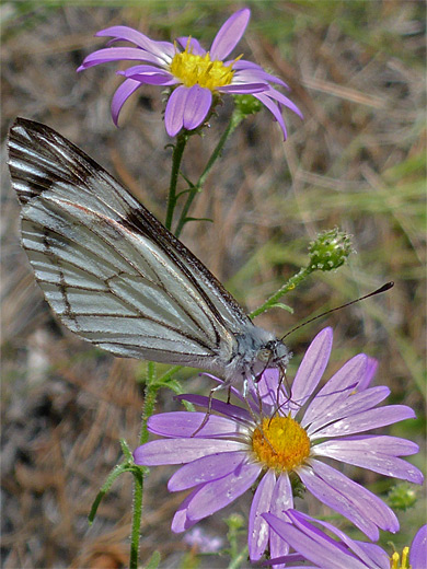 Pine white butterfly