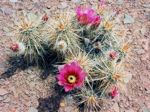 Pink flowers of echinocereus engelmannii