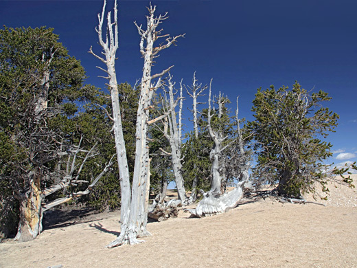 Bristlecone pines