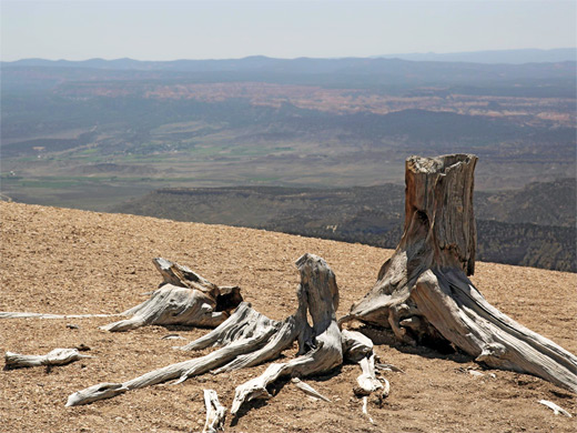 Dead tree