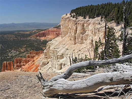 Tree on the rim