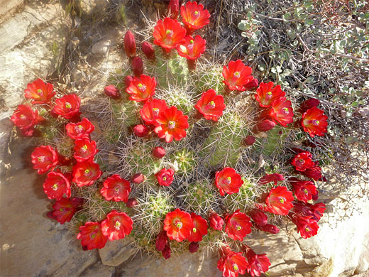 Echinocereus cluster