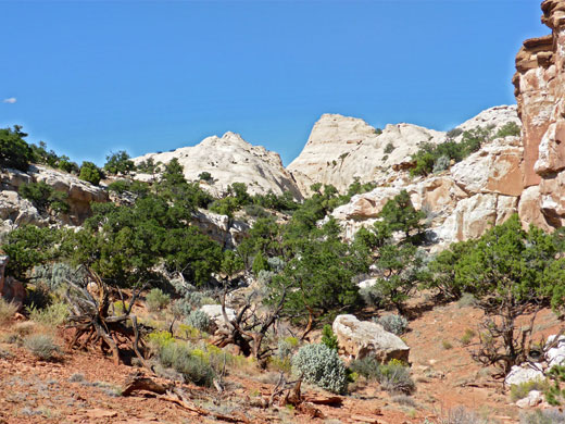 Pinyon-juniper woodland