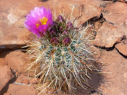 Smallflower fishhook cactus, sclerocactus parviflorus