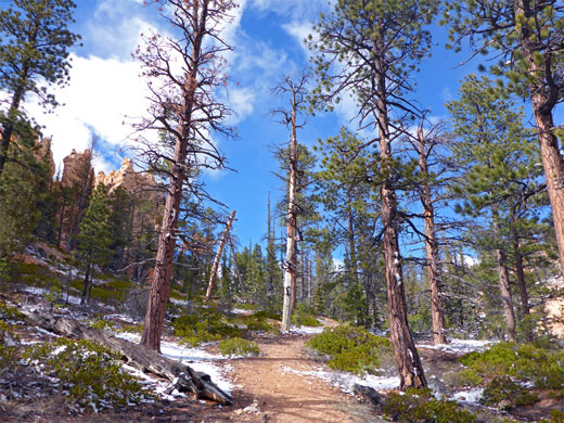 Pine woods below the rim