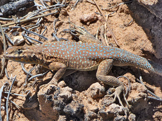Side blotched lizard