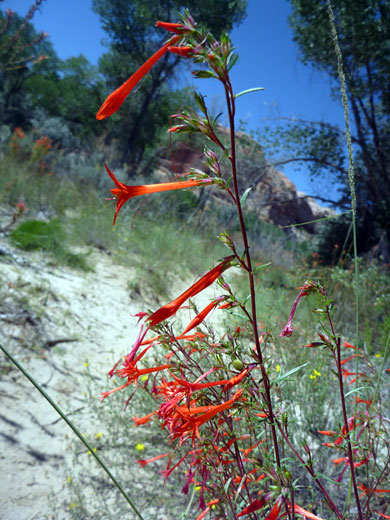Reddish stems