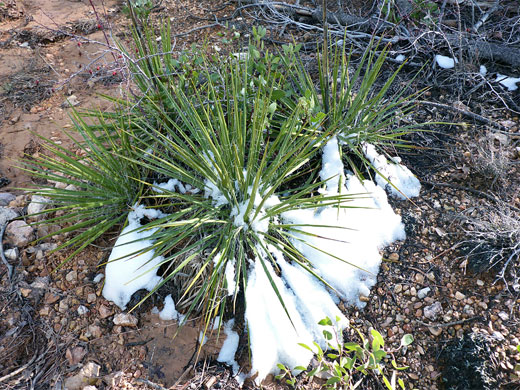 Narrowleaf yucca