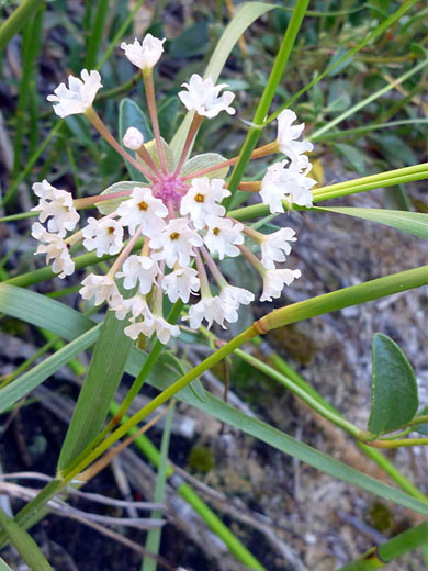 White flowers