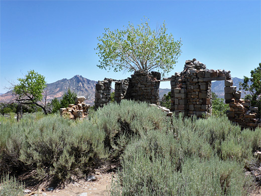 Sagebrush near Starr Ranch