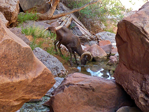 Bighorn sheep