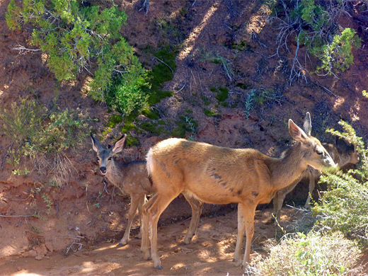 Three mule deer near Tapestry Arch