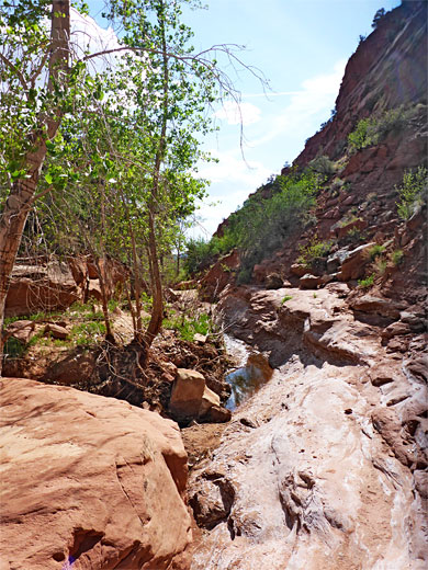 Trees in the canyon