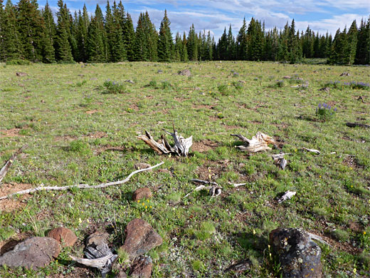 Stony grassland, Boulder Mountain