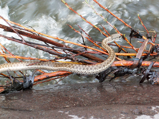 Water snake, on a branch beside Boulder Creek