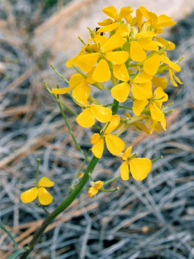 Yellow flowers