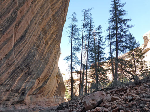 Ponderosa pines