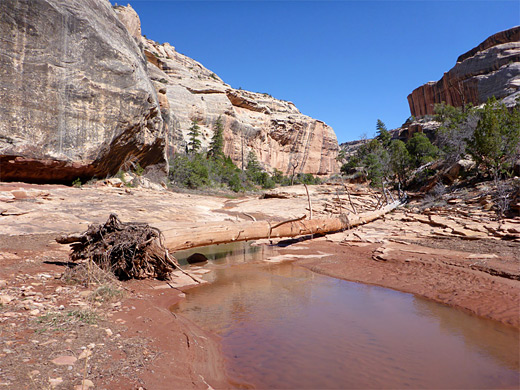 Fallen tree in White Canyon