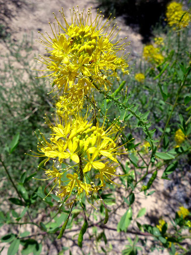 Yellow clusters
