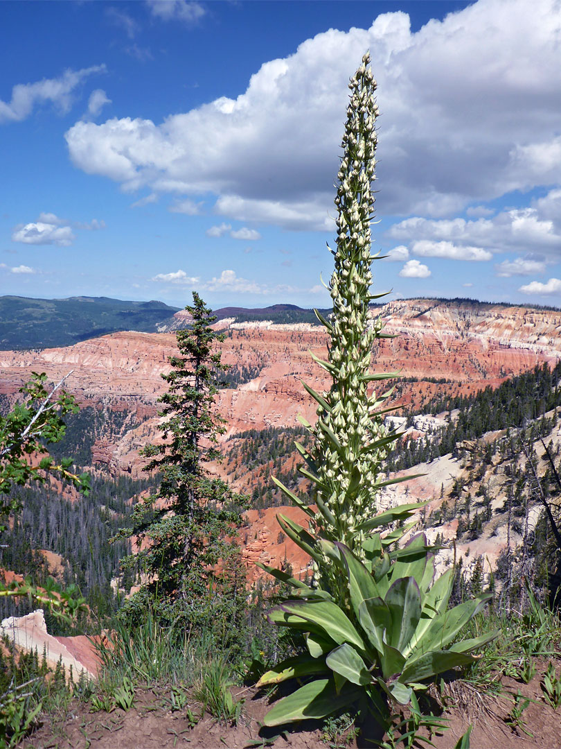 Monument plant