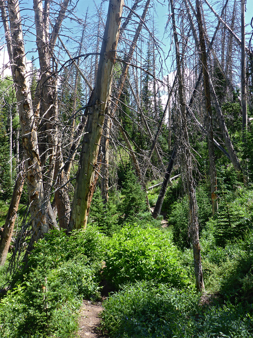 Path through the trees