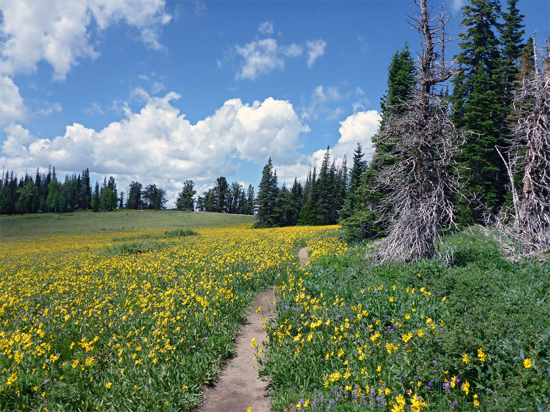 Broad meadow