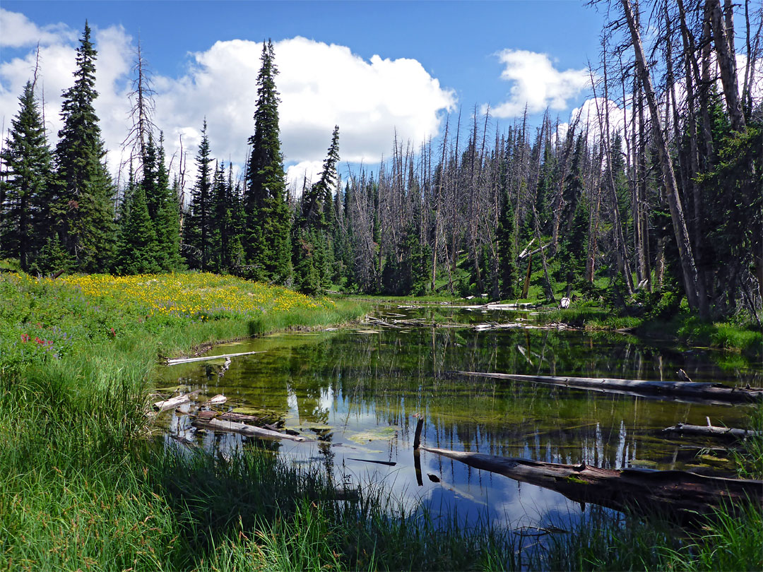 Alpine pond