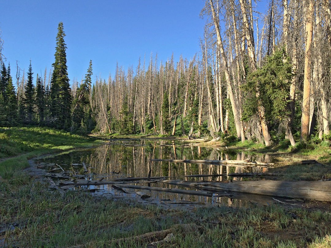 Alpine Pond