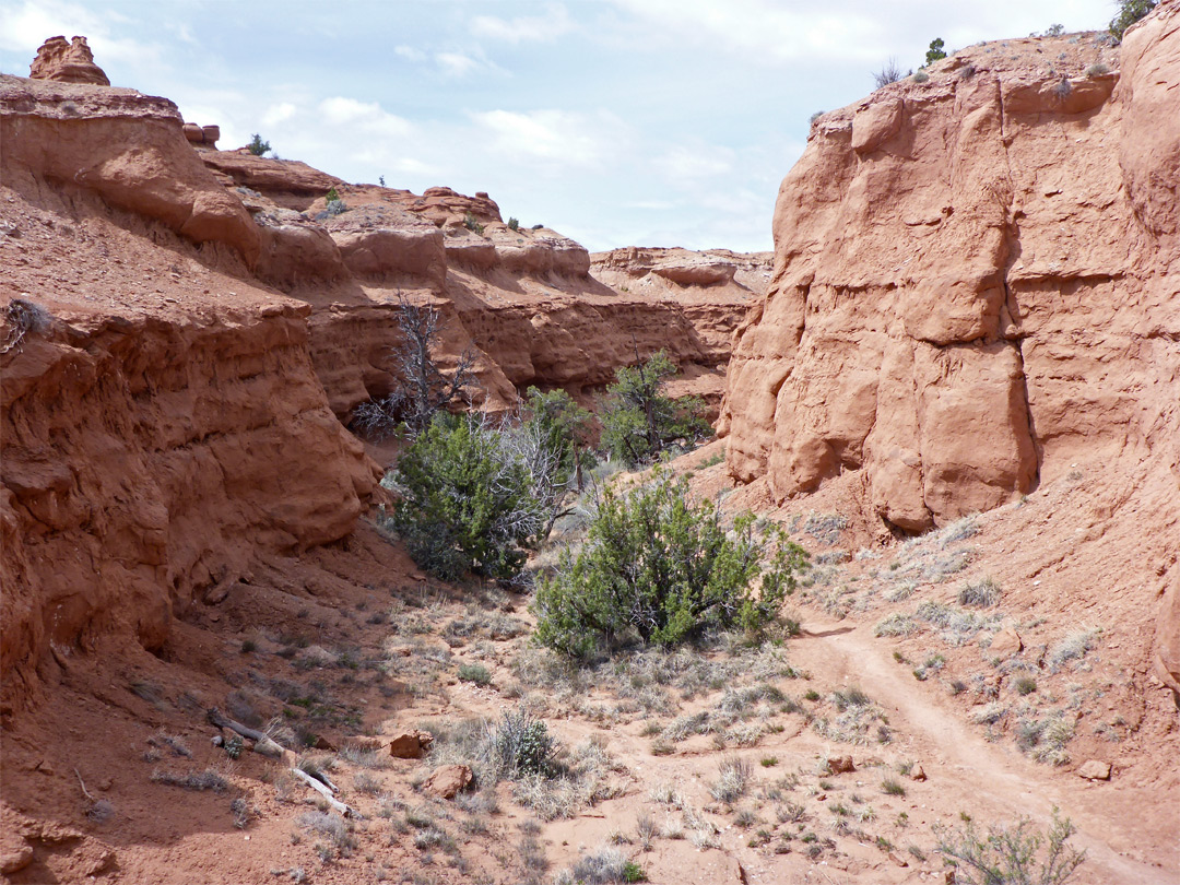 Trail up the ravine