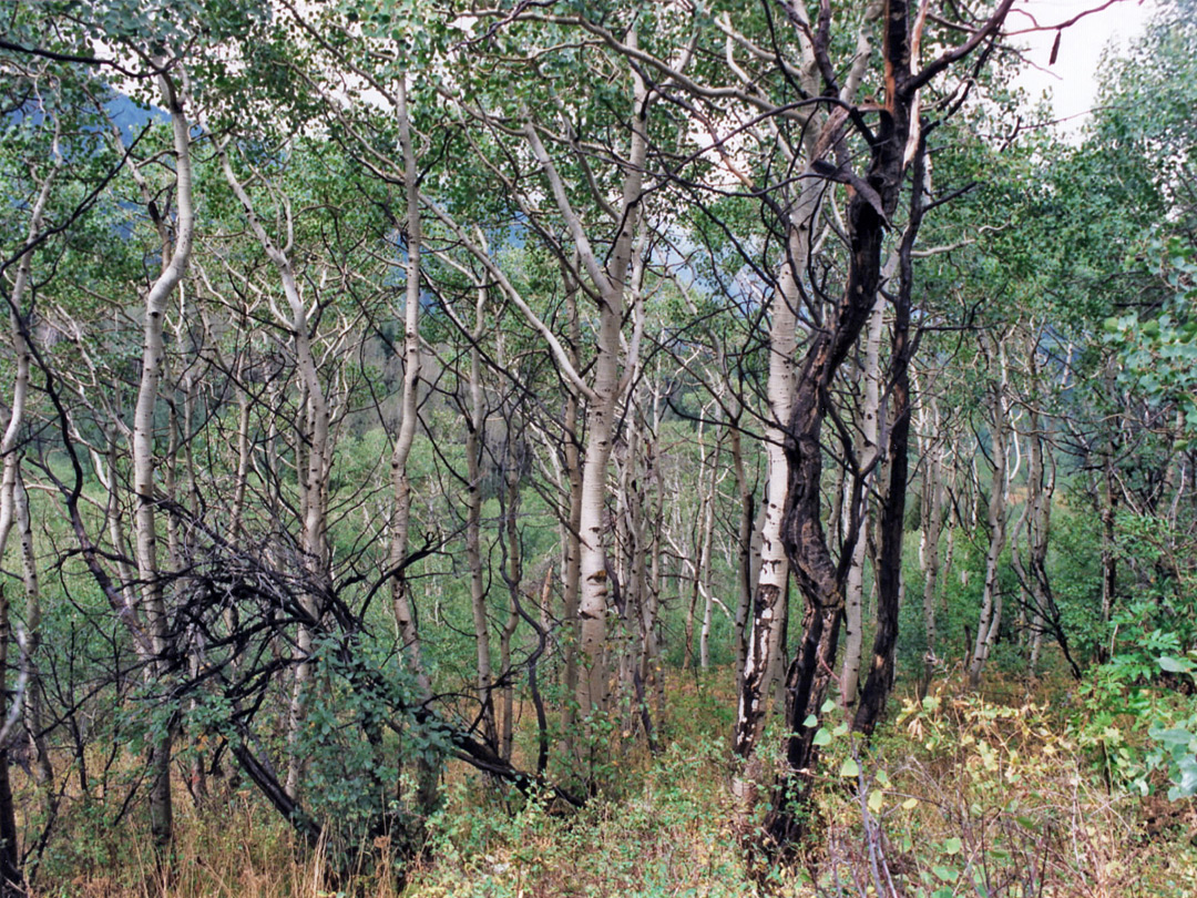 Woodland along the Alpine Loop