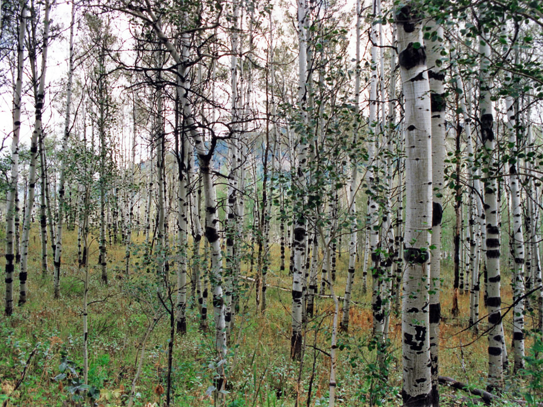 Aspen trees