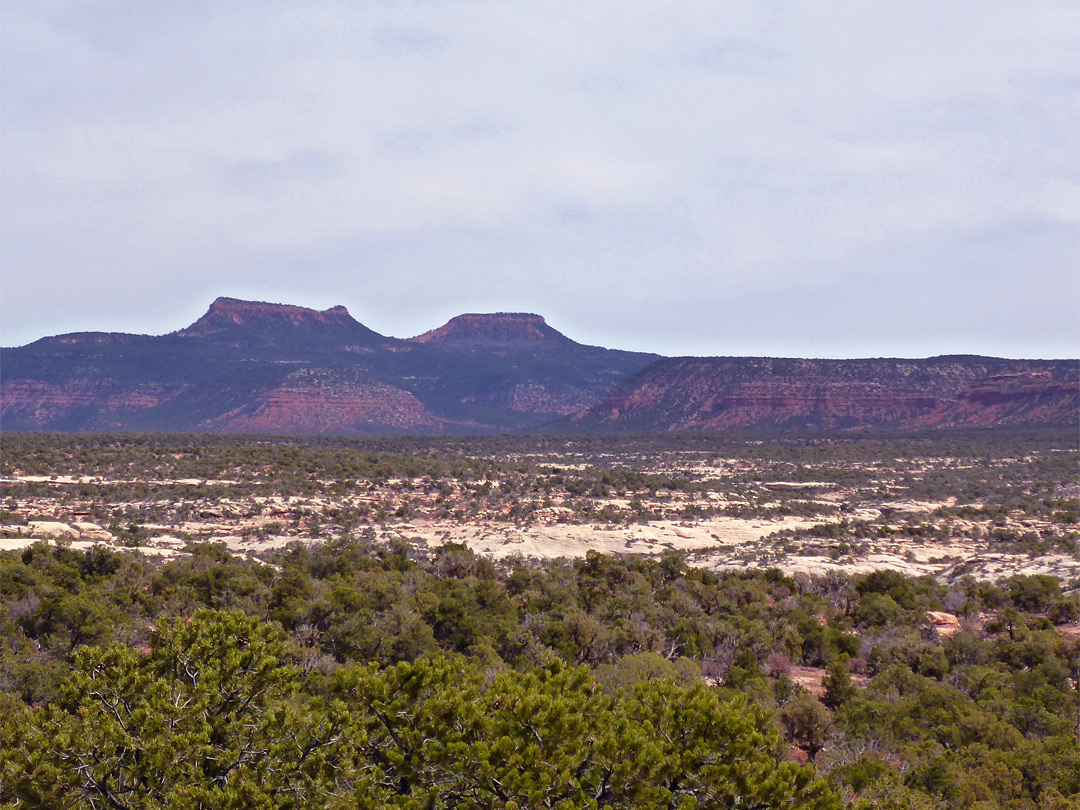 Bushy plateau