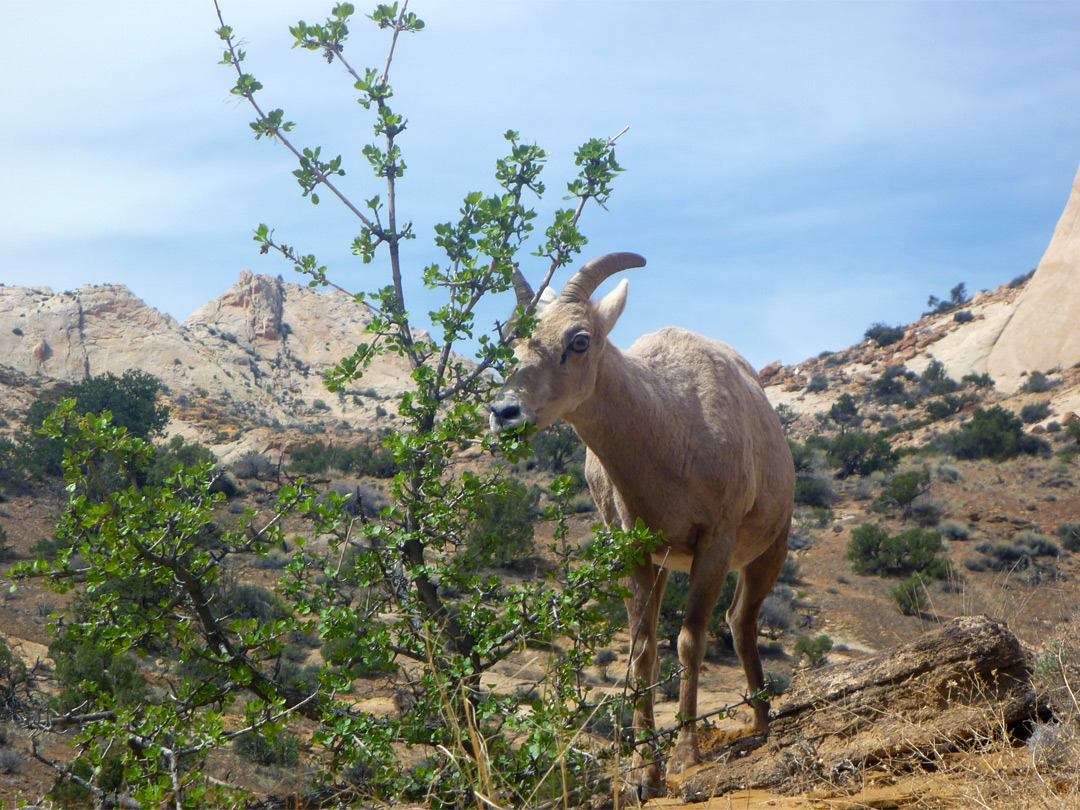 Bighorn sheep feeding