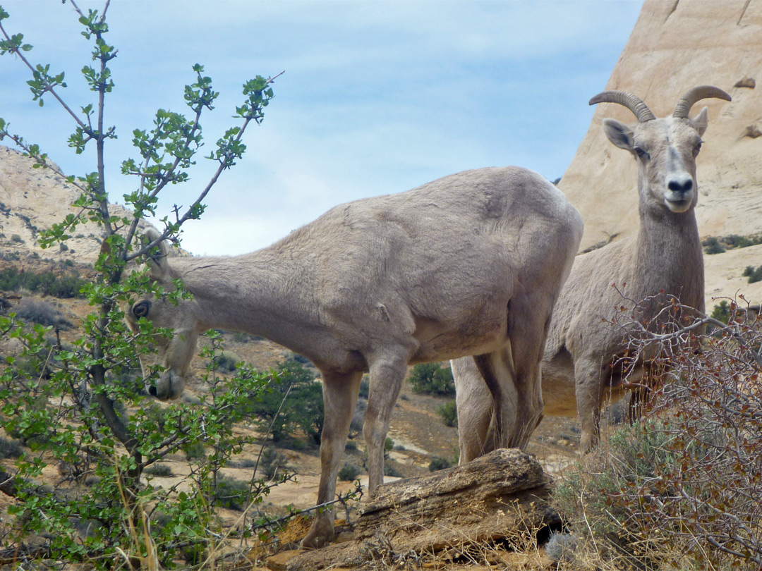 Two bighorn sheep