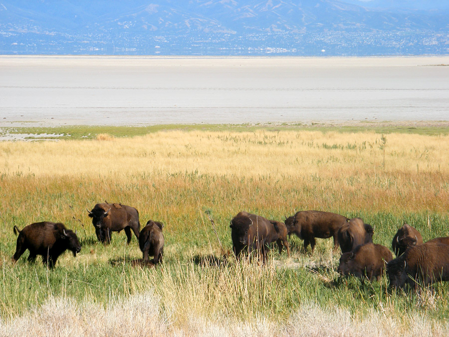 Bison by the lake