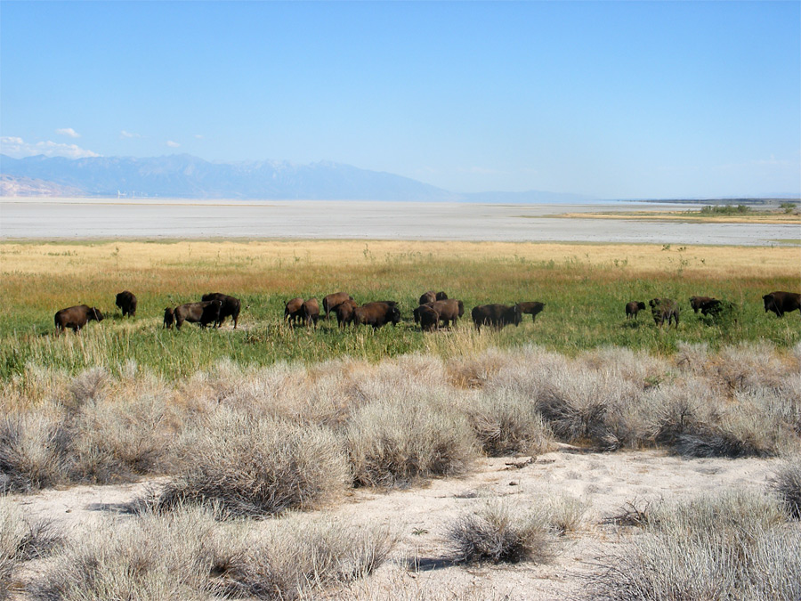 Bison and sagebrush