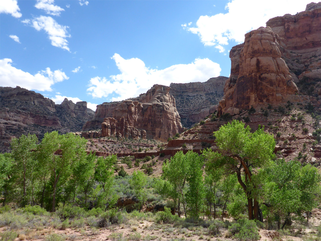 Cottonwood trees