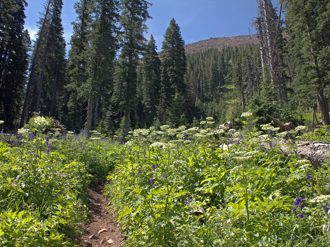 Wildflowers