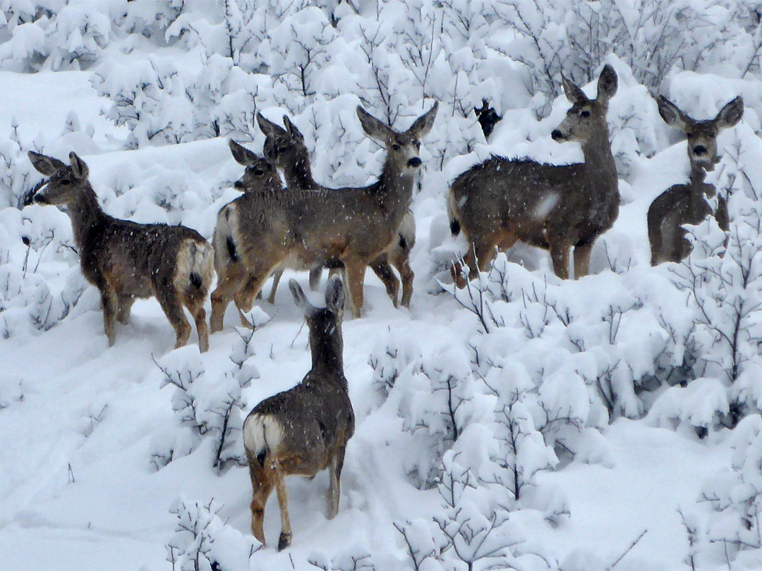 Group of deer